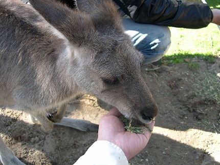 ★カンガルー